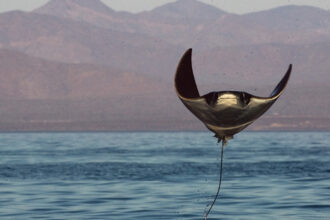 Mobula leaping out of the ocean in Mexico's Gulf of California