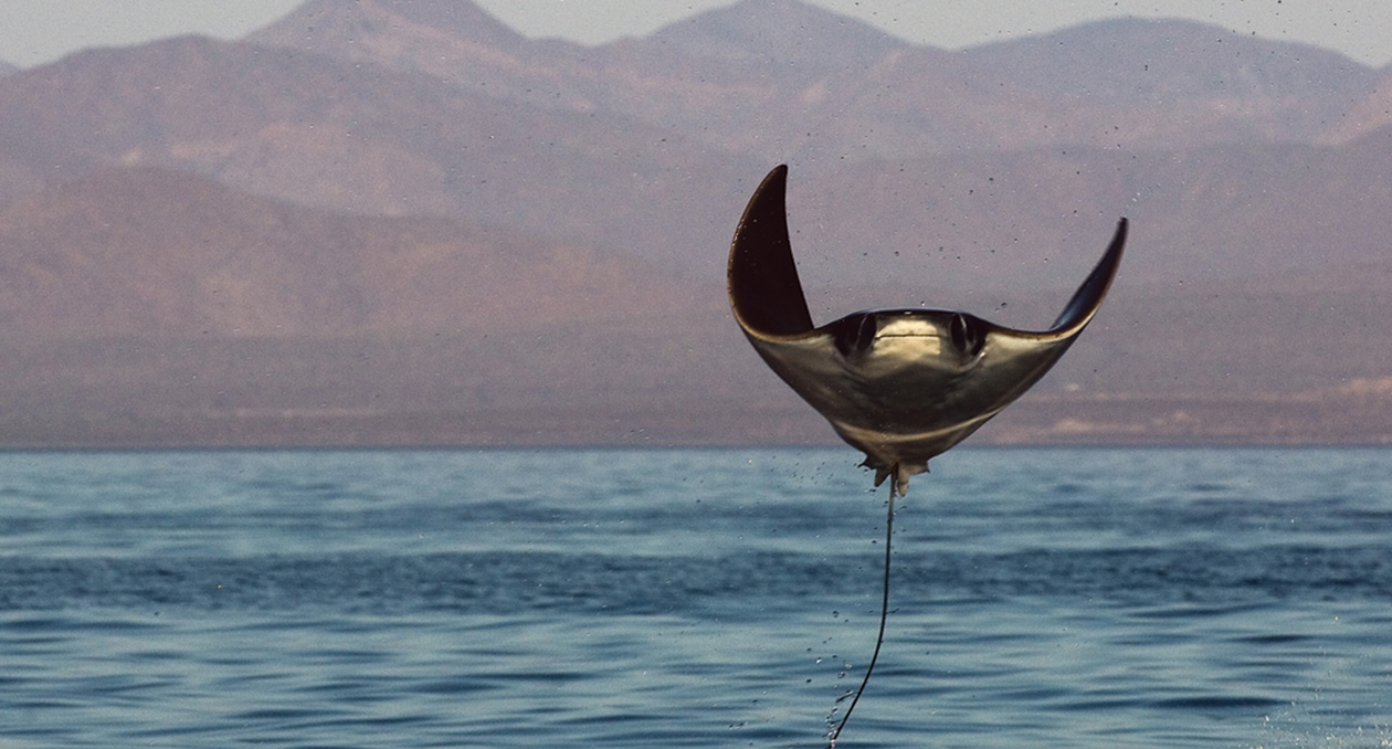 Mobula leaping out of the ocean in Mexico's Gulf of California
