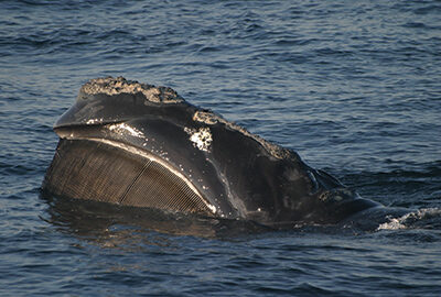 Right whale known as Snowball