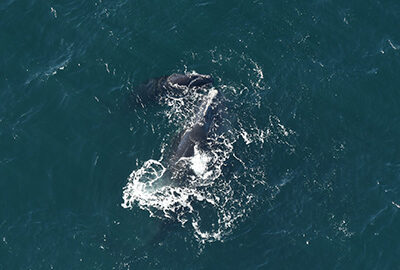 North Atlantic right whales photographed by our aerial survey team