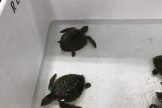 Rescue and Rehabilitation Manager and sons save Kemp's ridley turtle