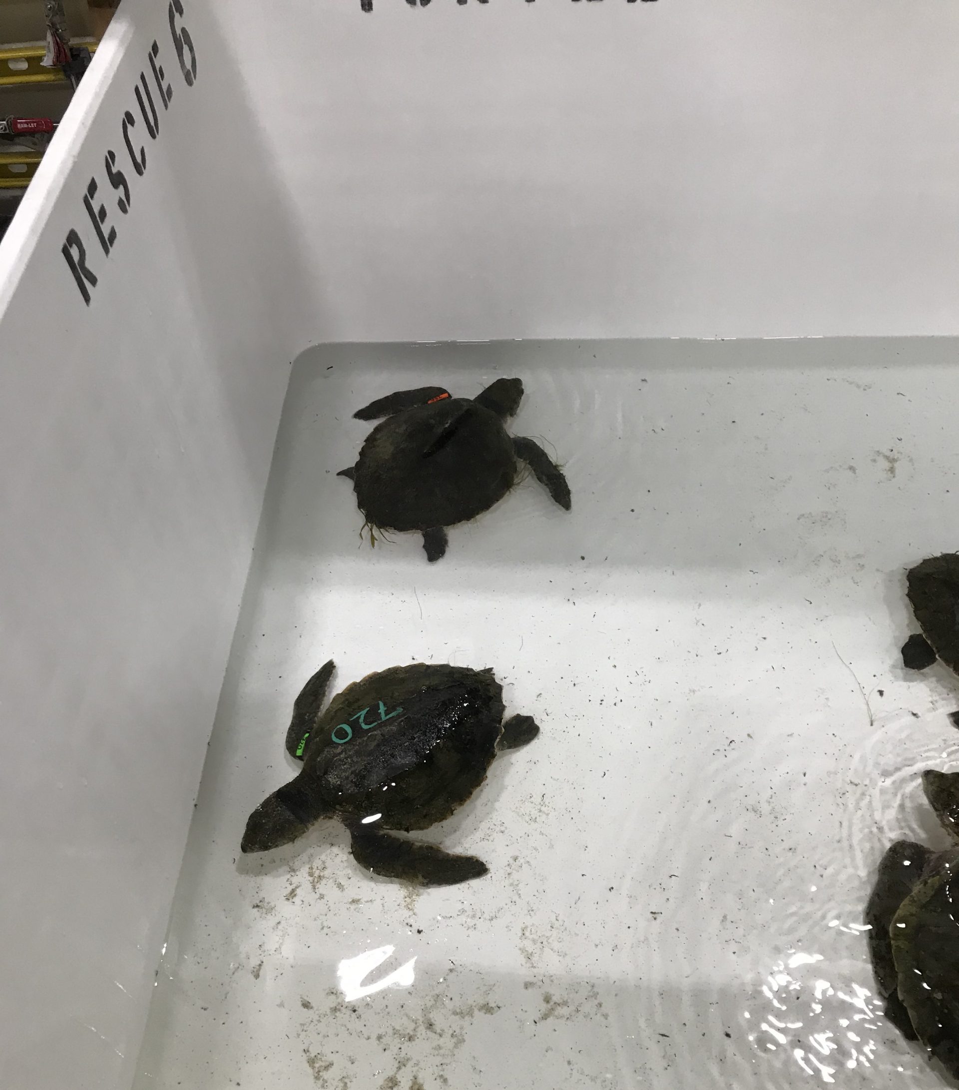 Rescue and Rehabilitation Manager and sons save Kemp's ridley turtle ...