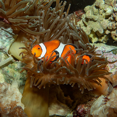 anemonefish