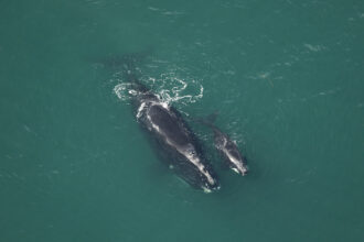 2021–22 North Atlantic Right Whale Mother and Calf Pairs