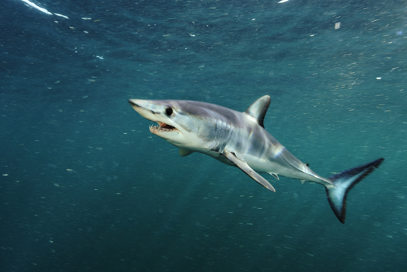 great white shark from below