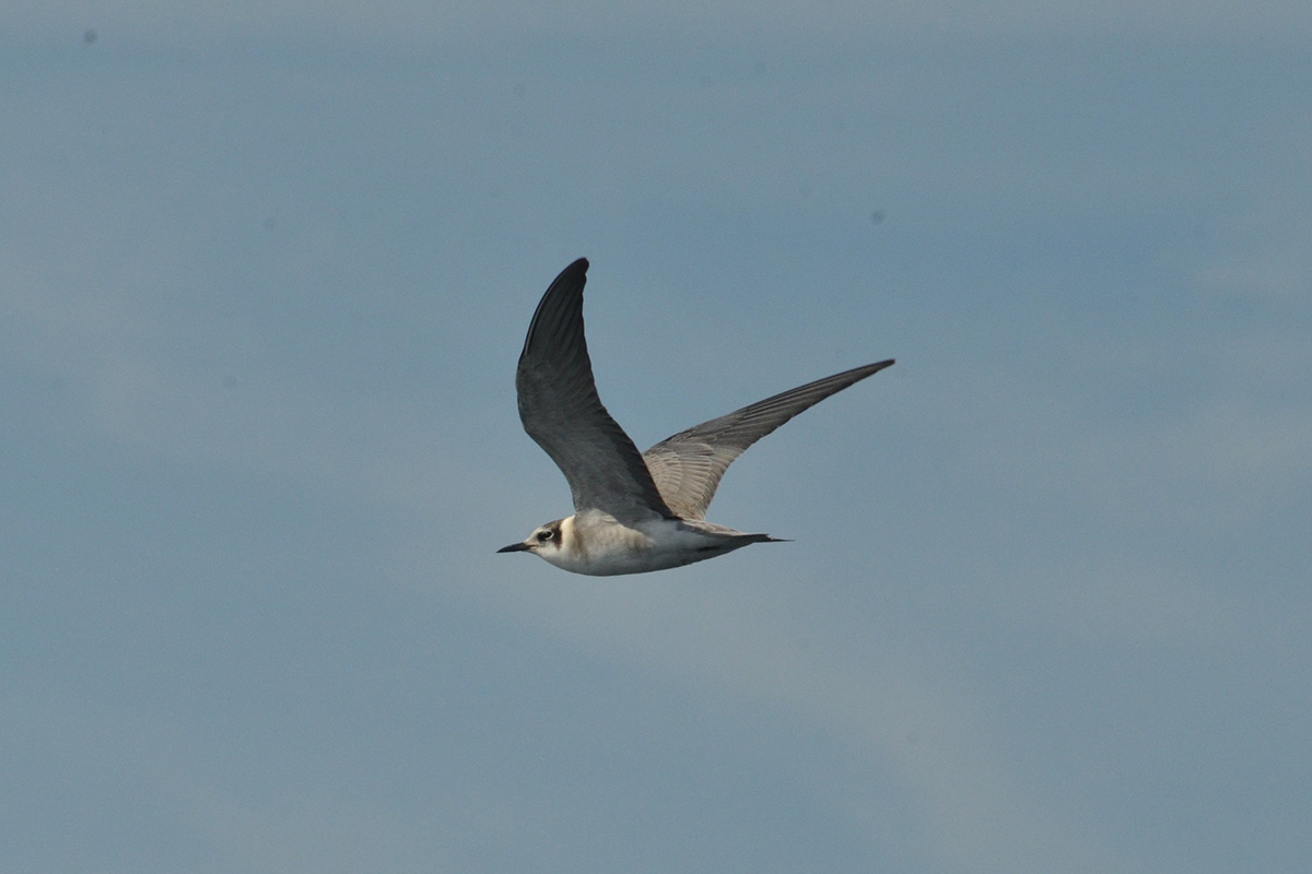 black tern in flight