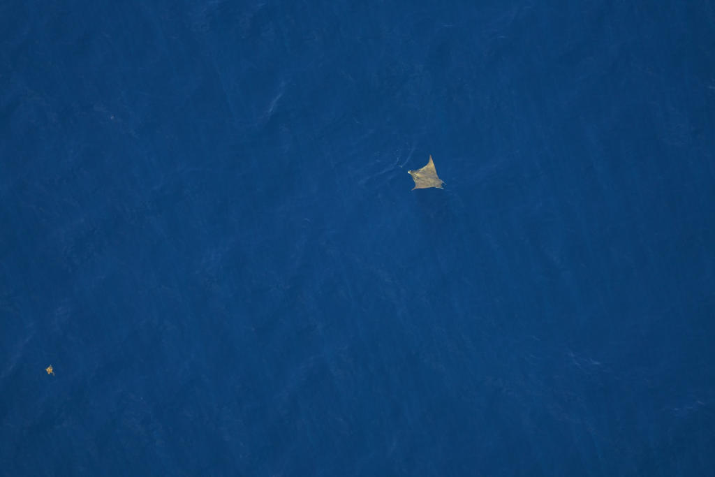 aerial view of a Chilean devil ray in open water