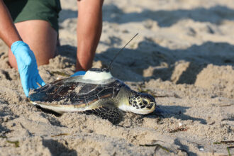 A sea turtle is released by the New England Aquarium.