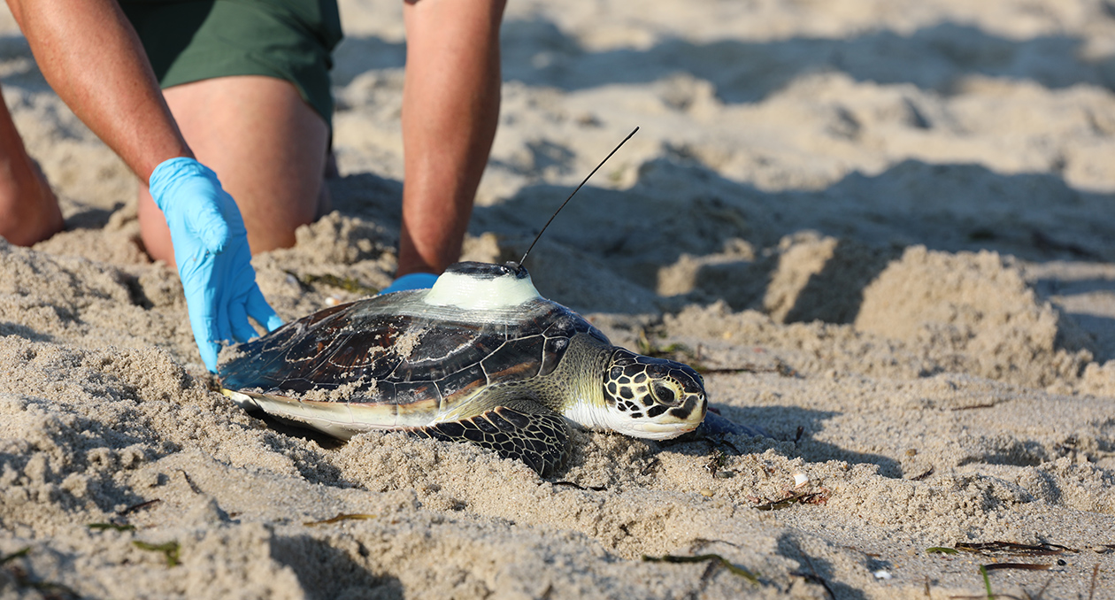 A sea turtle is released by the New England Aquarium.