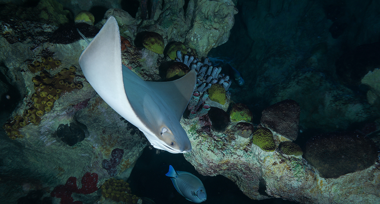 cownose ray swims in the Giant Ocean Tank