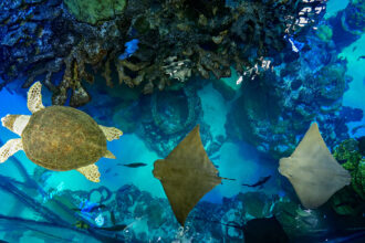 Cownose rays swim with loggerhead turtle Carolina in the Giant Ocean Tank