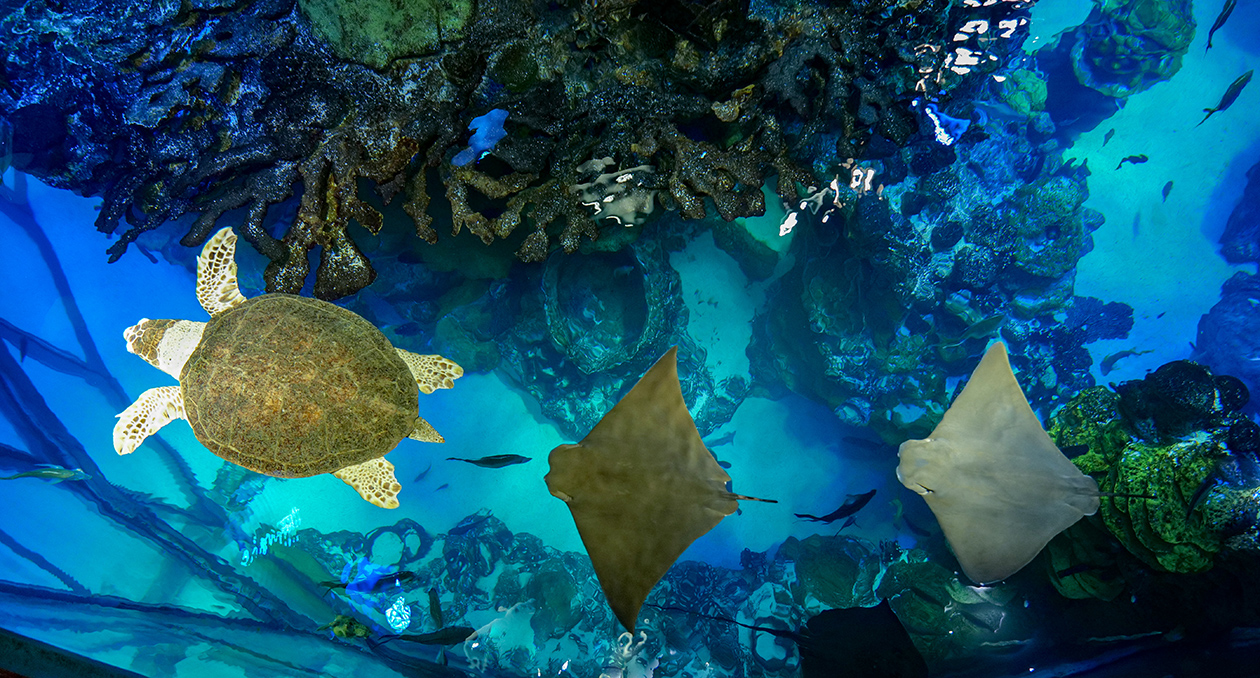Cownose rays swim with loggerhead turtle Carolina in the Giant Ocean Tank