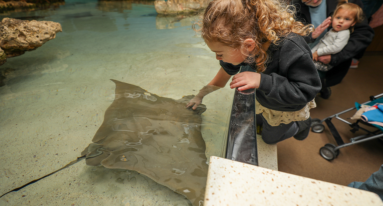 Cownose ray with a visitor at the Shark and Ray Touch Tank