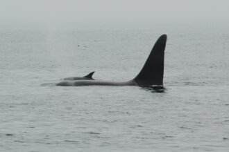 Dolphins, Leatherback, Orca - Oh My!