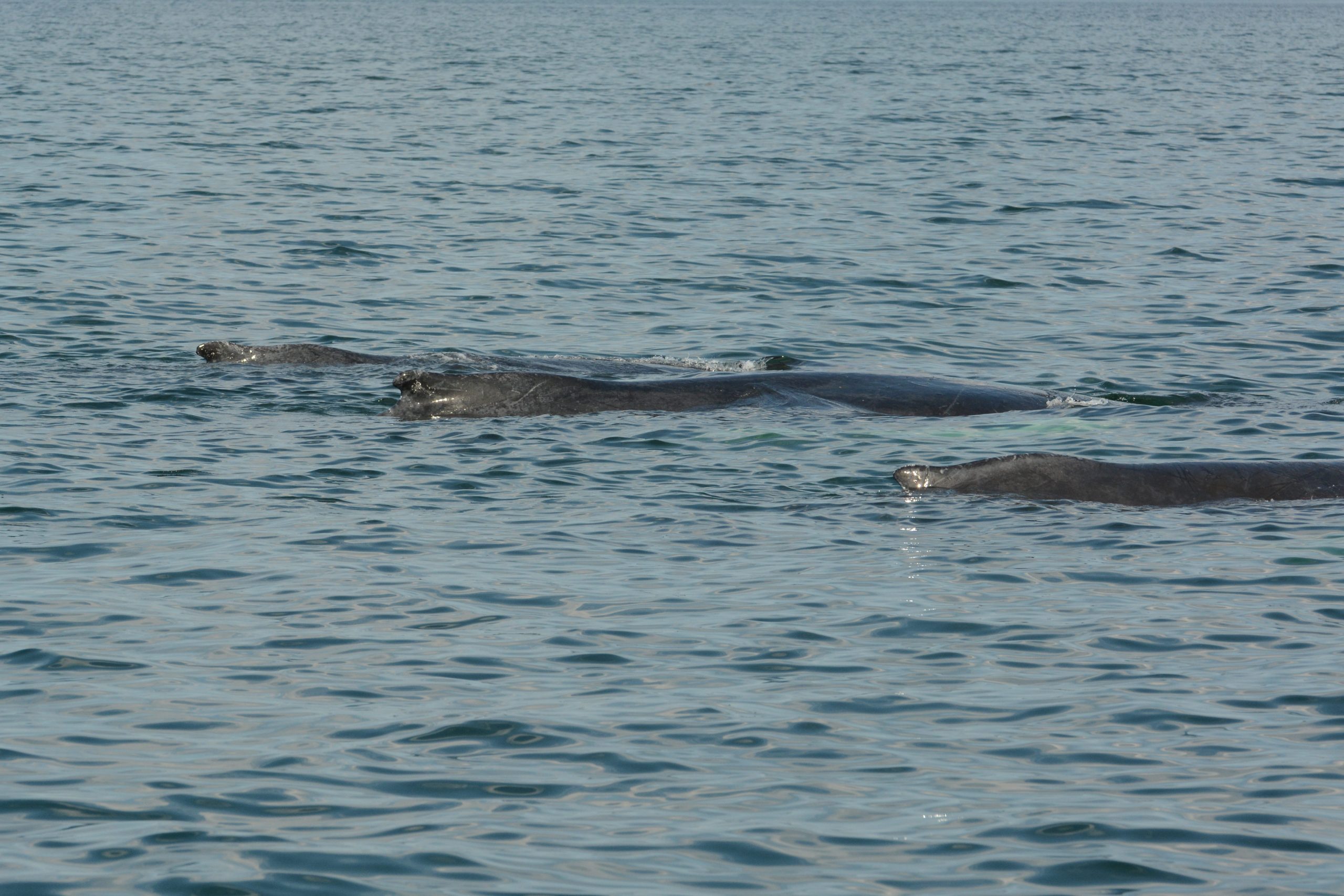 three humpback whales surfacing