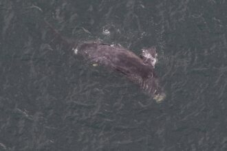 Dead Right Whale Calf Identified