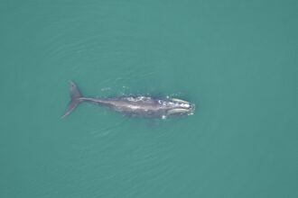 New Study Shows Southern New England is a Significant Right Whale Habitat