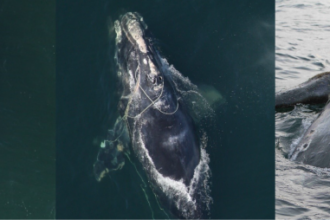 For North Atlantic right whales, entanglements lead to their decline