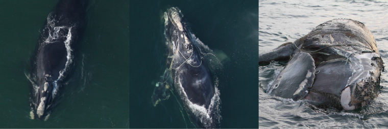 three side by side photos each showing an entangled right whale