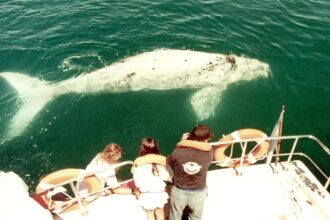 Blog sobre Espuma, la ballena franca austral patagónica