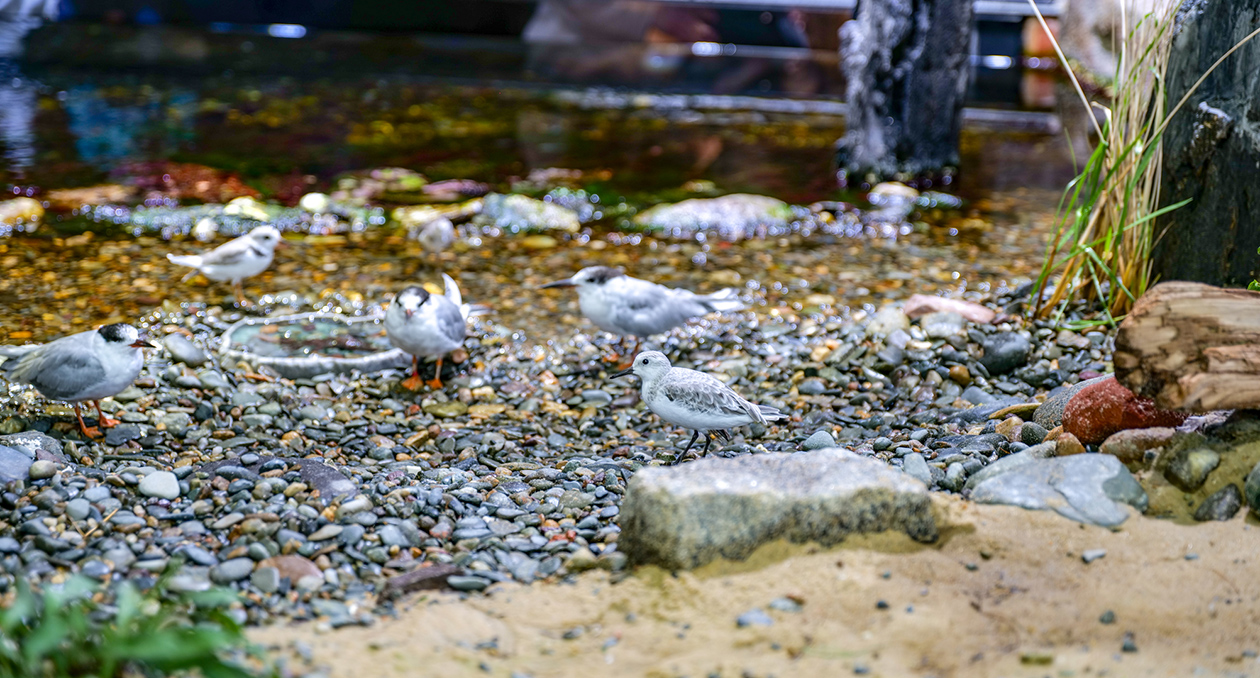 Shorebirds is one of the Aquarium's Gulf of Maine exhibits