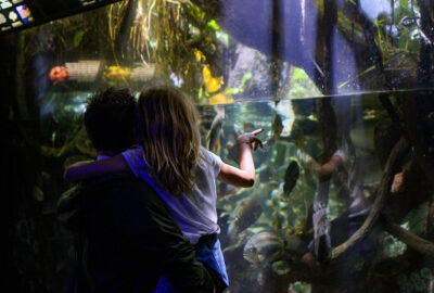 Amazon Rainforest exhibits at the New England Aquarium