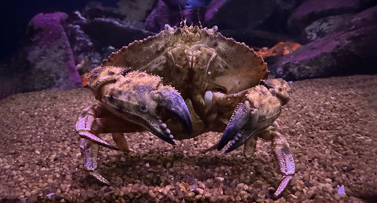 Crab in the Gulf of Maine exhibit