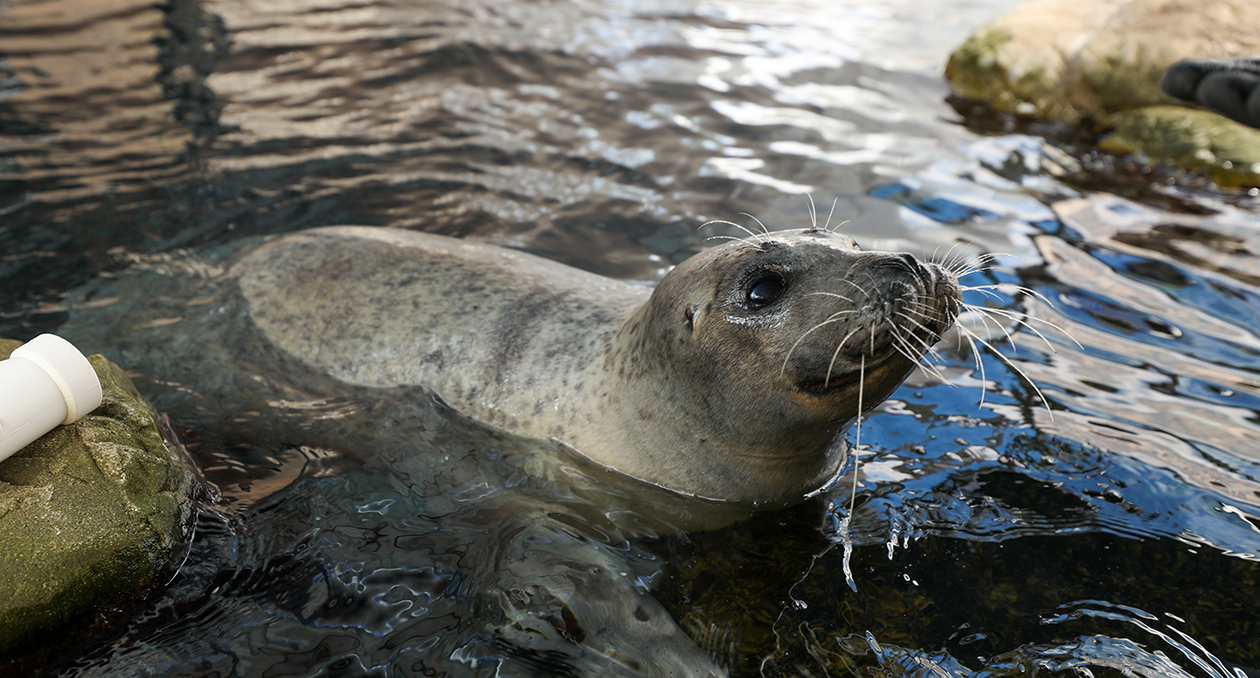 Atlantic harbor seal on exhibit at the New England Aquarium