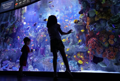 Kids enjoy the Indo-Pacific Coral Reef
