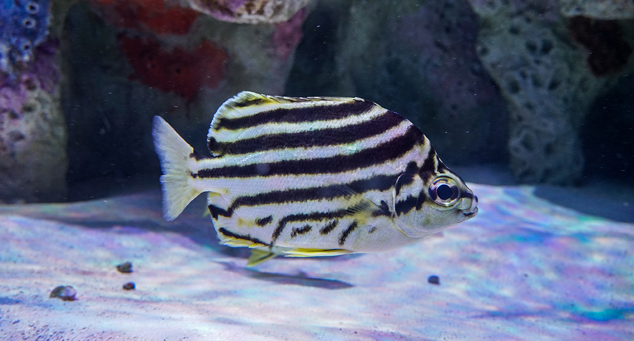 A stripey in the Info-Pacific Coral Reef Exhibit