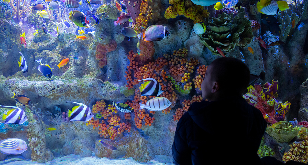 A visitor at the Info-Pacific Coral Reef
