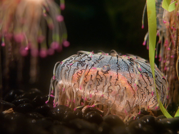 Flower hat jellies