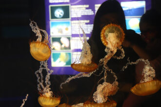 Sea Jellies Exhibit at the New England Aquarium