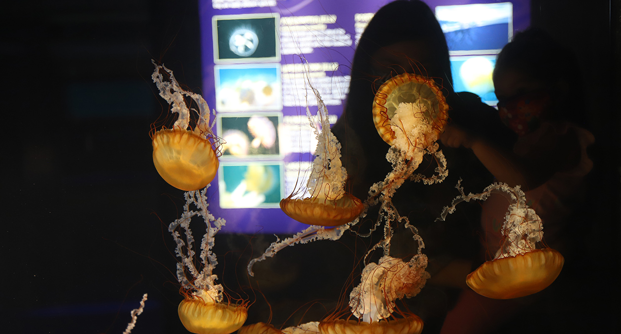 Sea Jellies Exhibit at the New England Aquarium