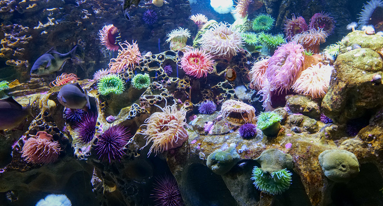 Olympic Coast Sanctuary exhibit at the New England Aquarium