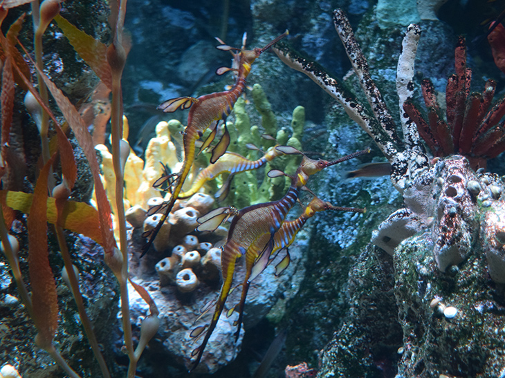 Seadragons swim on exhibit at the Aquarium