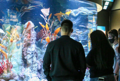 Seadragon Exhibit at the New England Aquarium