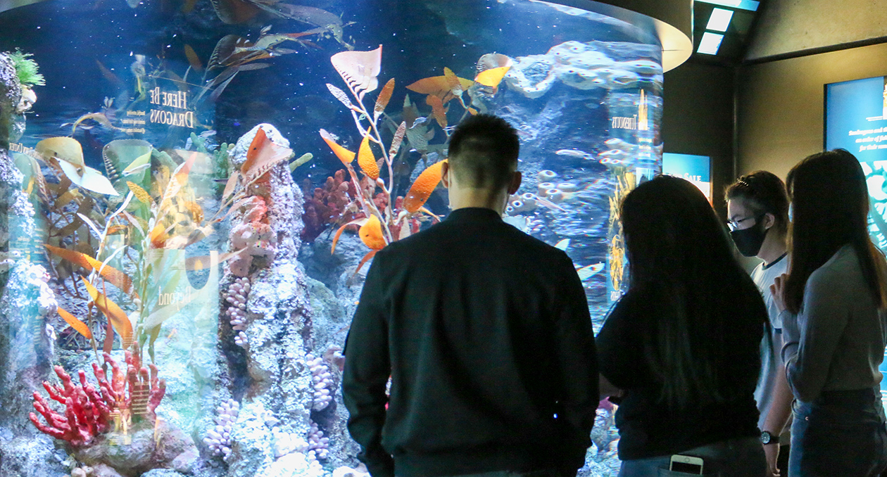 Seadragon Exhibit at the New England Aquarium