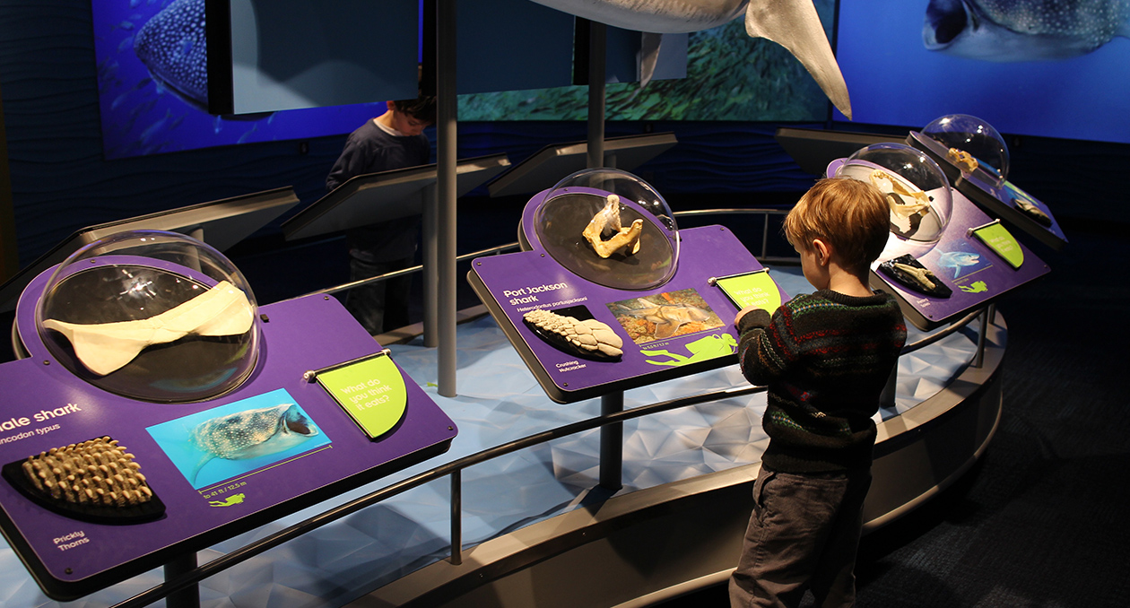 A young visitor explores shark adaptations