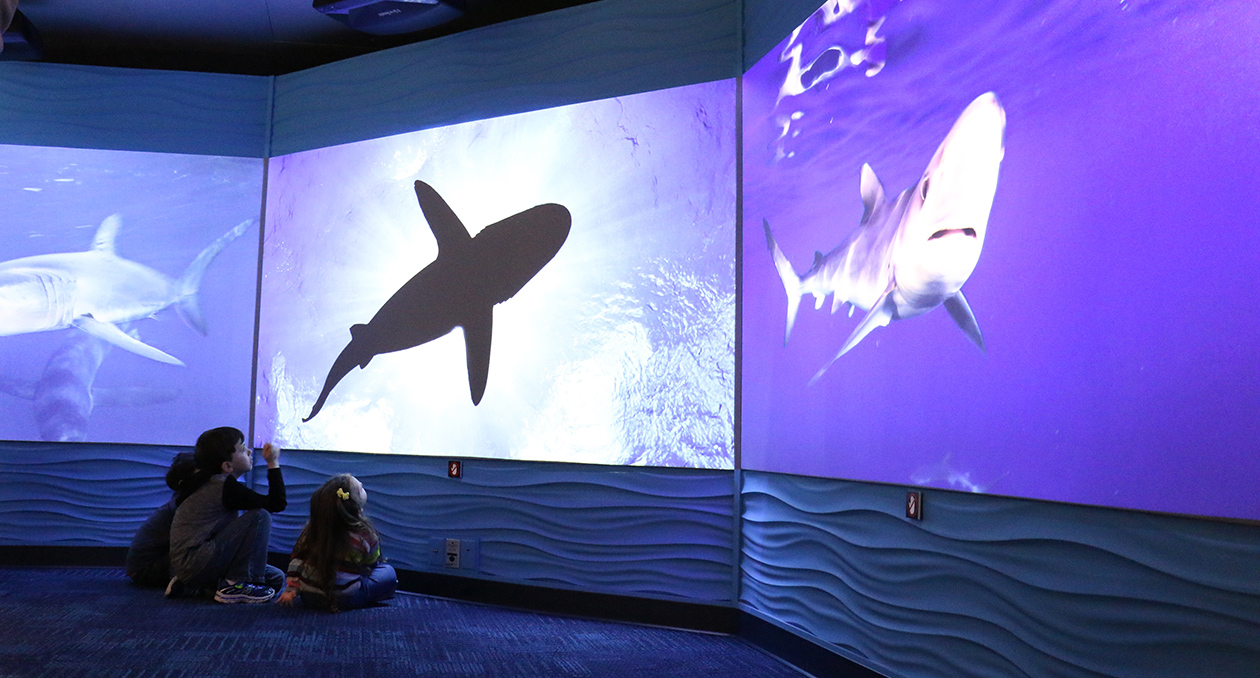 Science of Sharks video wall
