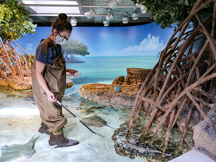 An aquarists feeds a shark in the roots of the mangrove tree