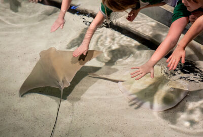 Shark and Ray Touch Tank