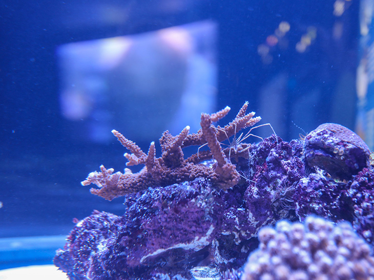 Endangered Staghorn Coral