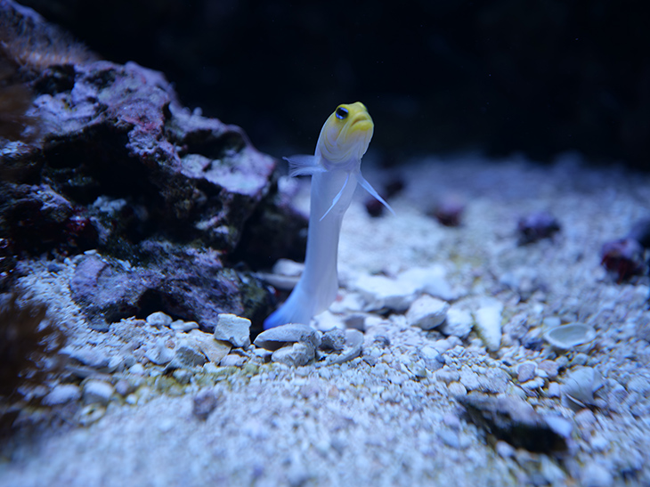 Yellowhead jawfish