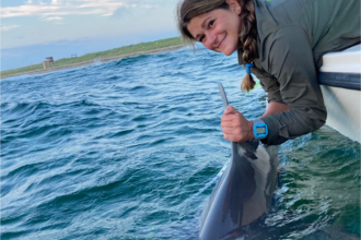 Sandbar Sharks Around Nantucket: I Know What They Did Last Summer