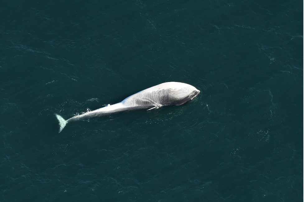 white colored whale floating in open water