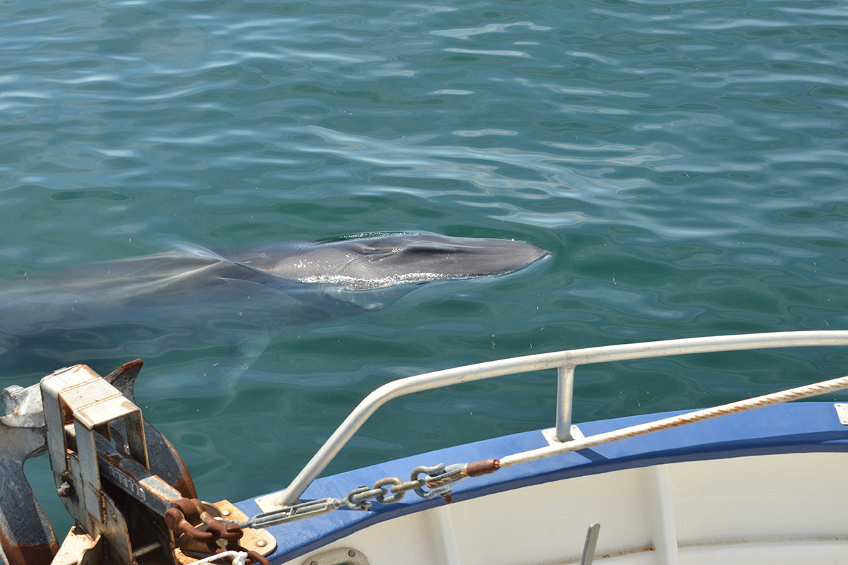 fin whale swimming alongside a boat