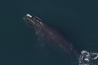 Allow Us to Introduce 18 Newly Named Right Whales