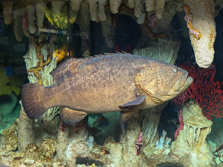 Goliath grouper in the Blue Hole Exhibit at the New England Aquarium