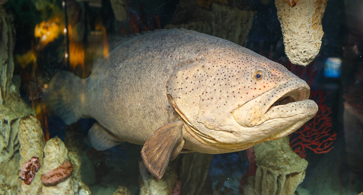 Goliath grouper at the New England Aquarium